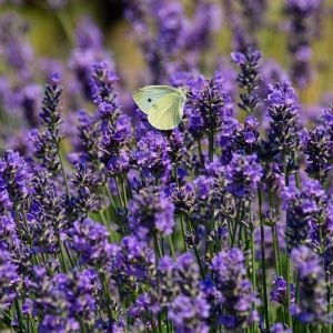 Folgate lavanta fidanı lavandula angustifolia