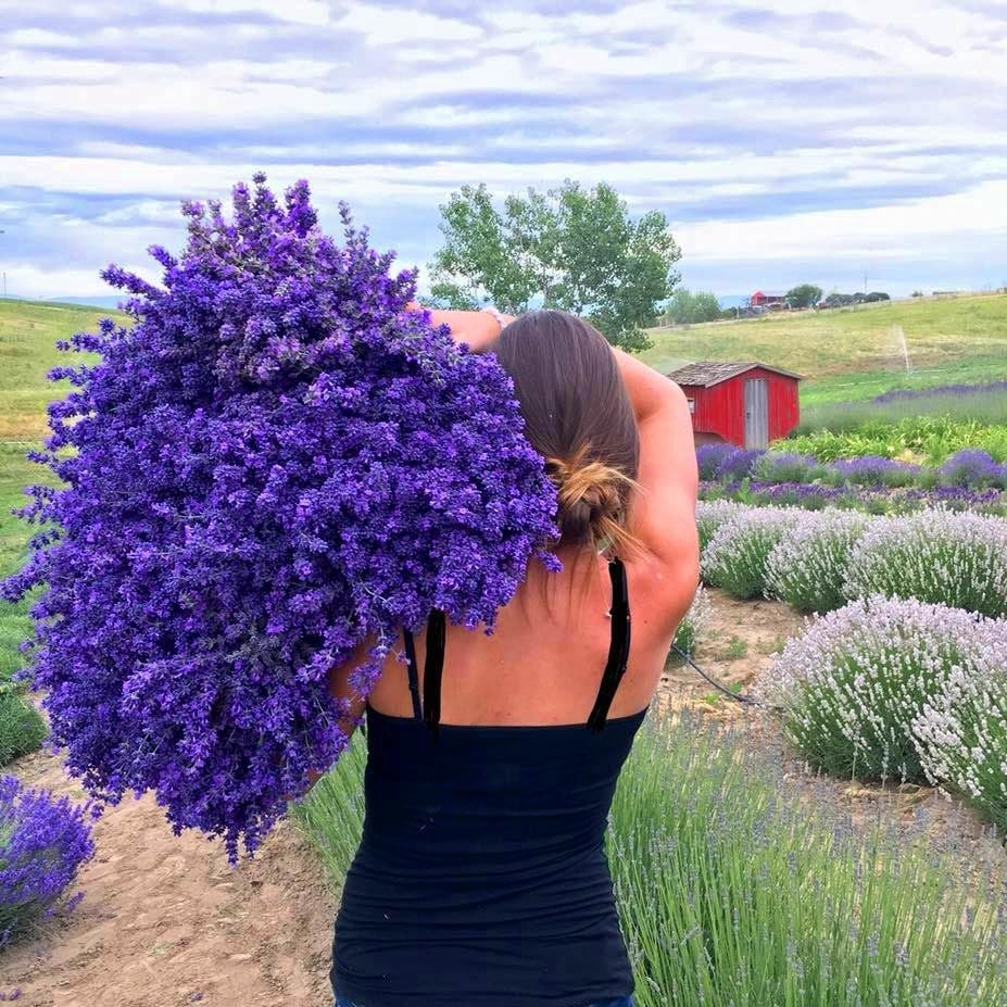 Folgate lavanta fidanı lavandula angustifolia