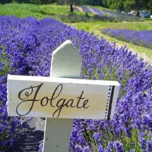Folgate lavanta fidanı lavandula angustifolia