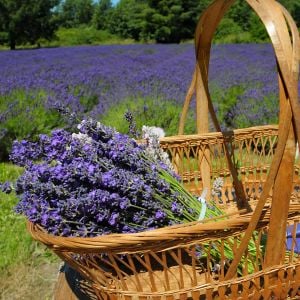 Folgate lavanta fidanı lavandula angustifolia