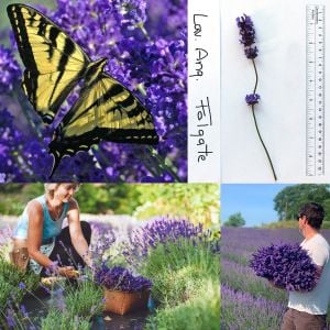 Folgate lavanta fidanı lavandula angustifolia