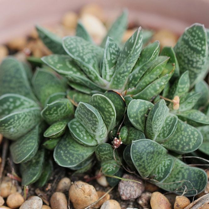 Gasteria pillansii var pillansii