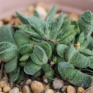 Gasteria pillansii var pillansii