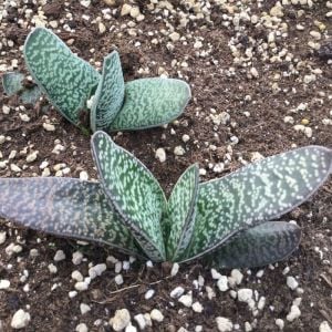 Gasteria pillansii var pillansii