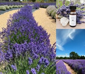 Folgate lavanta fidanı lavandula angustifolia