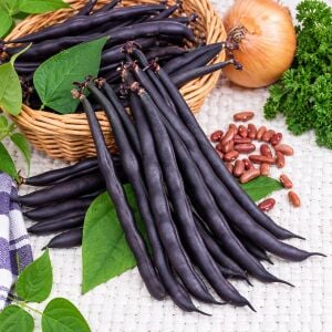 Purple Queen Fasulye Tohumu – Mor Taze Atalık Fasulye