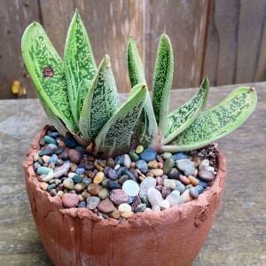 Gasteria batesiana cv. Little Warty