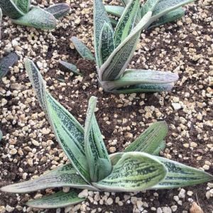 Gasteria batesiana cv. Little Warty