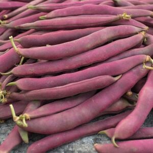 Red Swan Fasulye Tohumu – Pembe Yassı Taze Fasulye