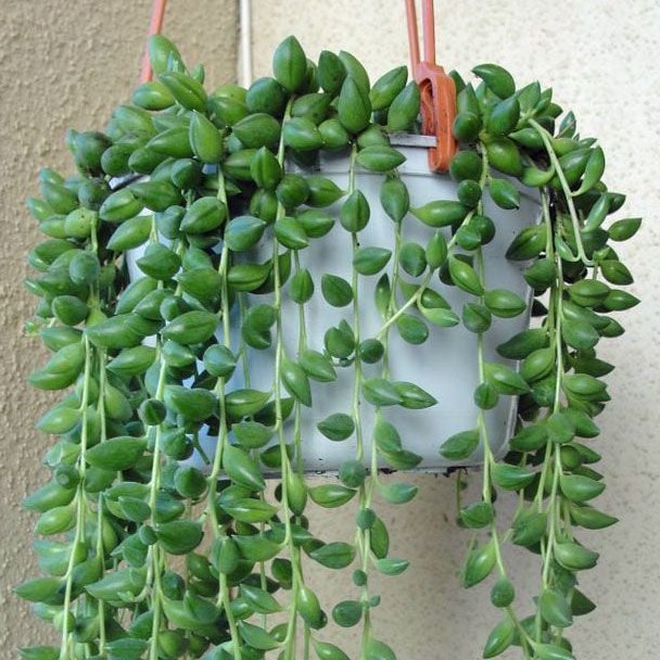 Kokulu senecio herreanus inci tanesi string of pearls