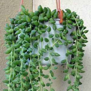 Kokulu senecio herreanus inci tanesi string of pearls