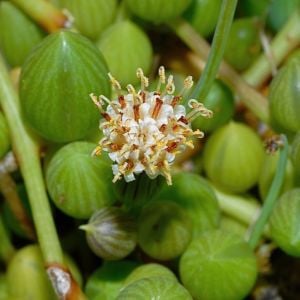 Kokulu senecio herreanus inci tanesi string of pearls