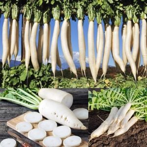 Japon beyaz havuç turp tohumu minowase daikon