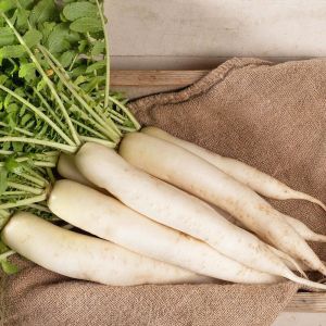 Japon beyaz havuç turp tohumu minowase daikon
