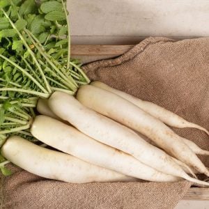 Japon beyaz havuç turp tohumu minowase daikon