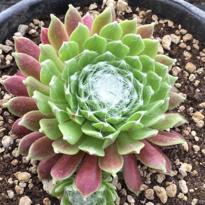 Sempervivum arachnoideum eliane