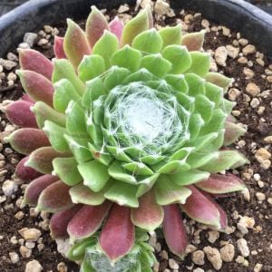 Sempervivum arachnoideum eliane