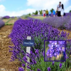 Peter Pan lavanta fidanı lavandula angustifolia