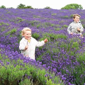 Peter Pan lavanta fidanı lavandula angustifolia