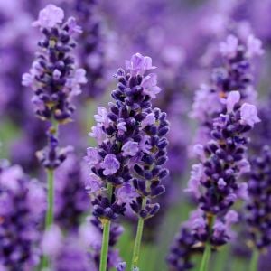 Peter Pan lavanta fidanı lavandula angustifolia