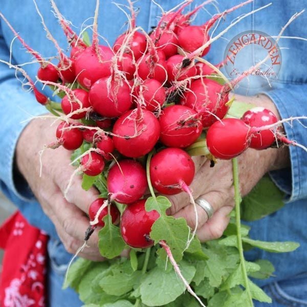 Ekstra erkenci meteor turp tohumu radish seeds