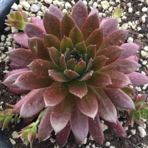 Sempervivum red rubin sukulent bitki