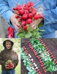 Ekstra erkenci meteor turp tohumu radish seeds