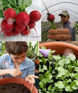 Ekstra erkenci meteor turp tohumu radish seeds