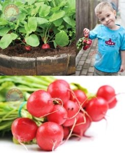 Ekstra erkenci meteor turp tohumu radish seeds