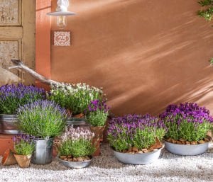 Peter Pan lavanta fidanı lavandula angustifolia