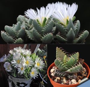 Faucaria tigrina sukulent bitki