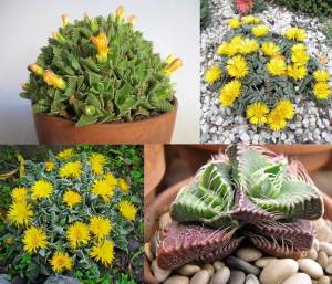 Faucaria tigrina sukulent bitki