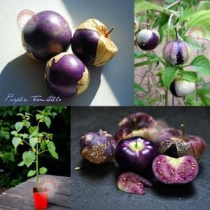 Mor altın çilek tohumu tomatillo physalis ixocarpa