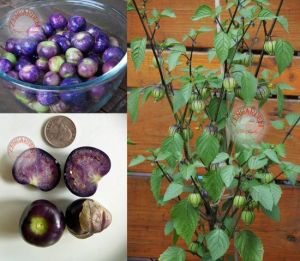 Mor altın çilek tohumu tomatillo physalis ixocarpa
