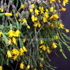 Hatiora salicornioides rhipsalis kaktüs dikensiz sarkıcı
