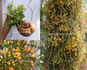 Hatiora salicornioides rhipsalis kaktüs dikensiz sarkıcı