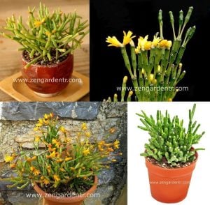 Hatiora salicornioides rhipsalis kaktüs dikensiz sarkıcı