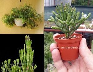Hatiora salicornioides rhipsalis kaktüs dikensiz sarkıcı