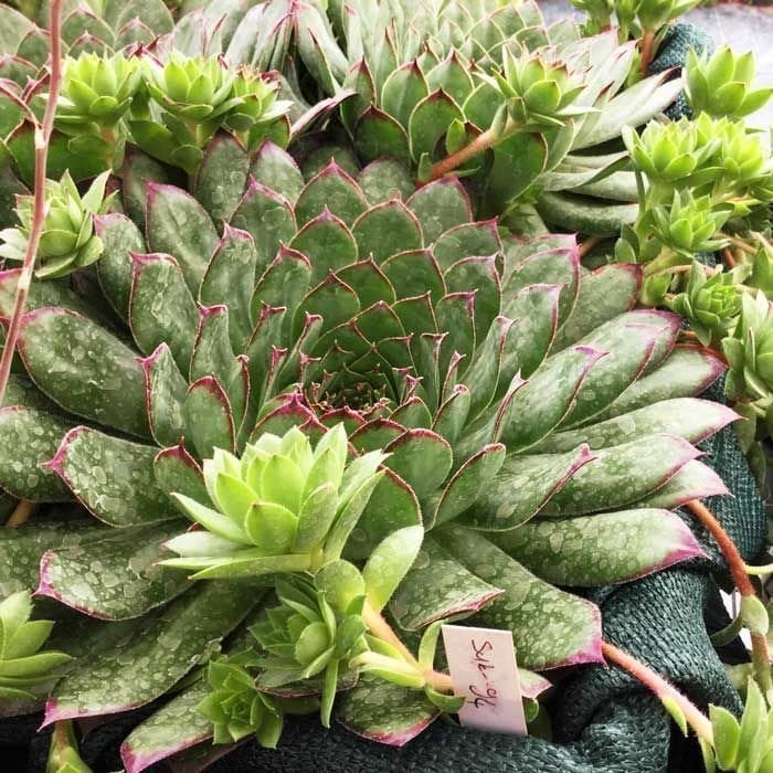 Sempervivum tectorum dev rozet yapan