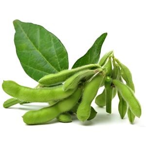 Midori Dev Edamame Tohumu – Taze Yeşil Soya Fasulyesi