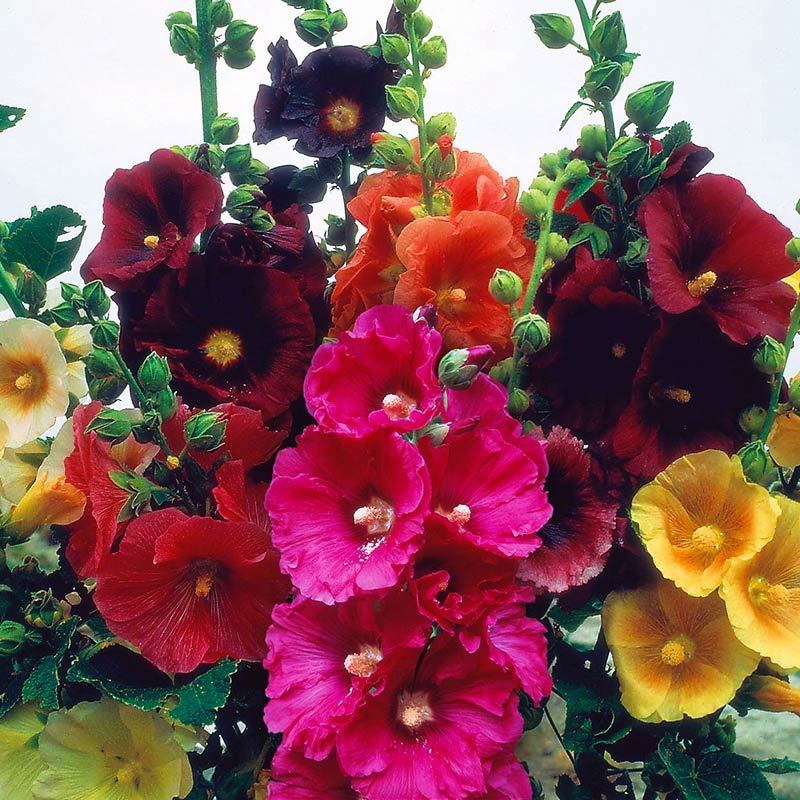 Gülhatmi tohumu iri çiçekli parlak renkli karışım hollyhock alcea rosea