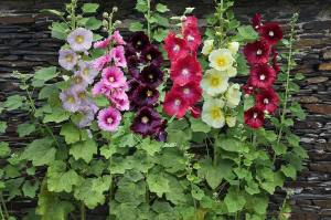Gülhatmi tohumu iri çiçekli parlak renkli karışım hollyhock alcea rosea