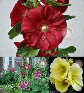 Gülhatmi tohumu iri çiçekli parlak renkli karışım hollyhock alcea rosea