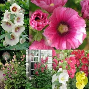 Gülhatmi tohumu iri çiçekli parlak renkli karışım hollyhock alcea rosea