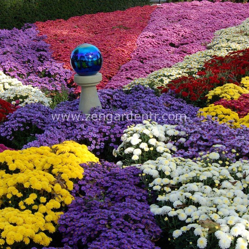 Bodur kasımpatı tohumu krizantem mum chrysanthemum morifolium