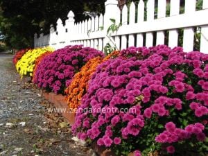 Bodur kasımpatı tohumu krizantem mum chrysanthemum morifolium