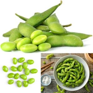 Midori Dev Edamame Tohumu – Taze Yeşil Soya Fasulyesi