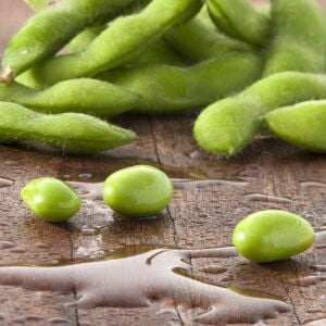 Midori Dev Edamame Tohumu – Taze Yeşil Soya Fasulyesi