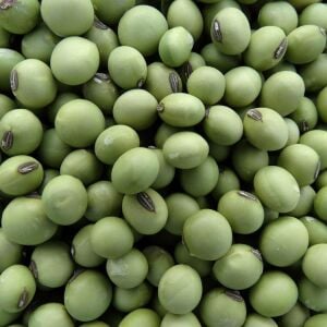 Envy Edamame Tohumu – Erkenci Taze Yeşil Soya Fasulyesi