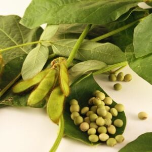 Envy Edamame Tohumu – Erkenci Taze Yeşil Soya Fasulyesi